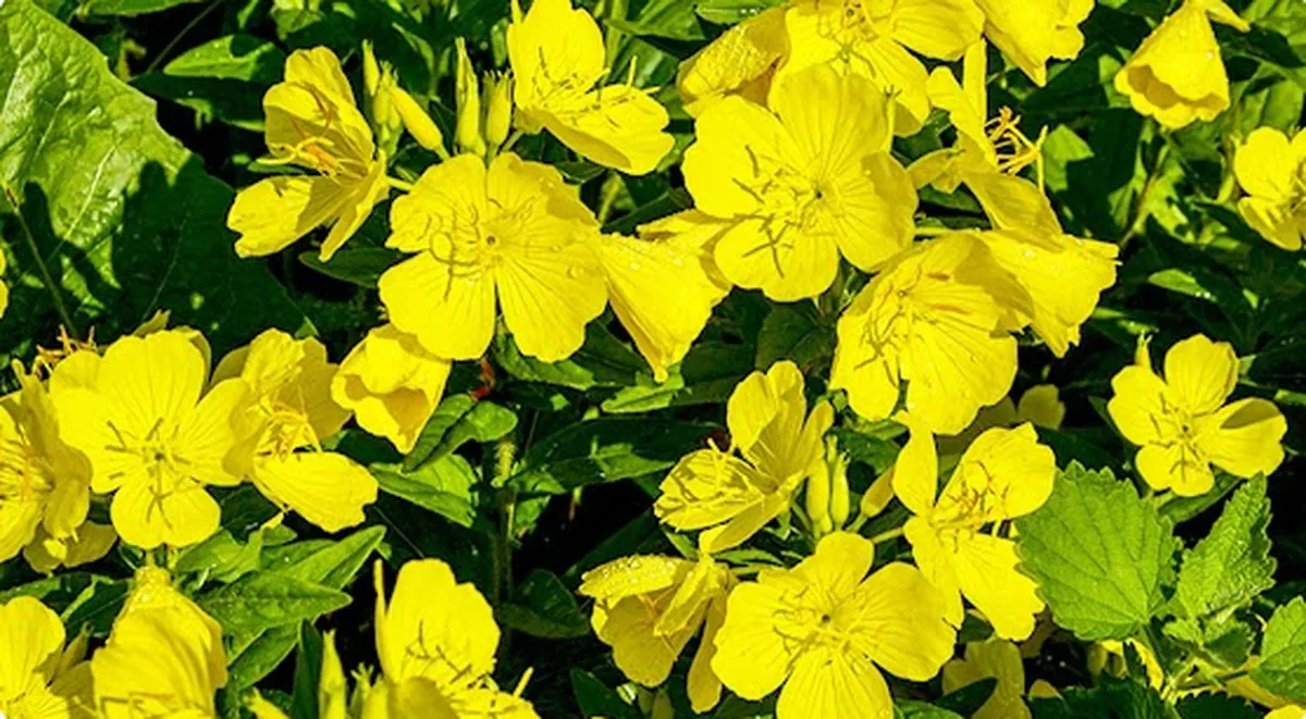 Evening Primrose